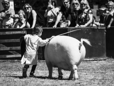 One Boy and his Pig