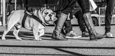 Dog Walk