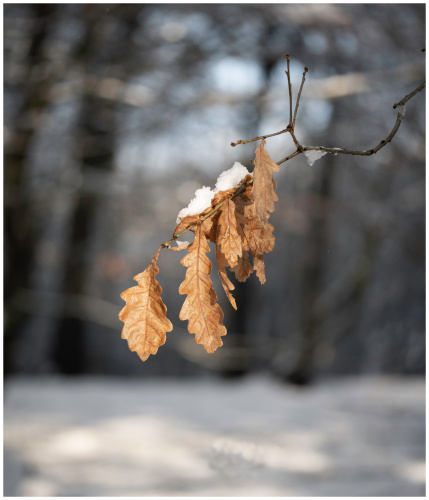 Winter Colour 3