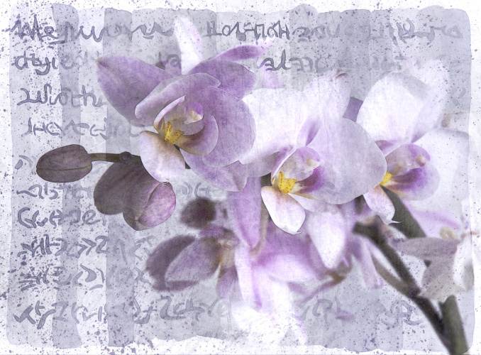 Orchid