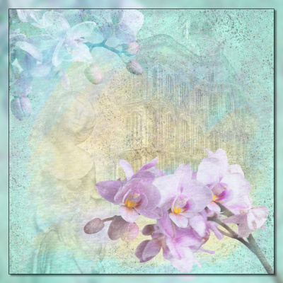 Orchids
