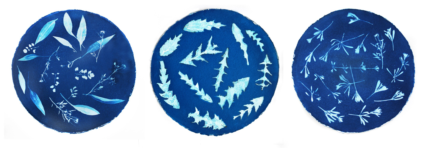 Wild Garlic, Dandelions & Bittercress