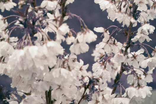 blossom