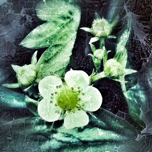 Web Of Life