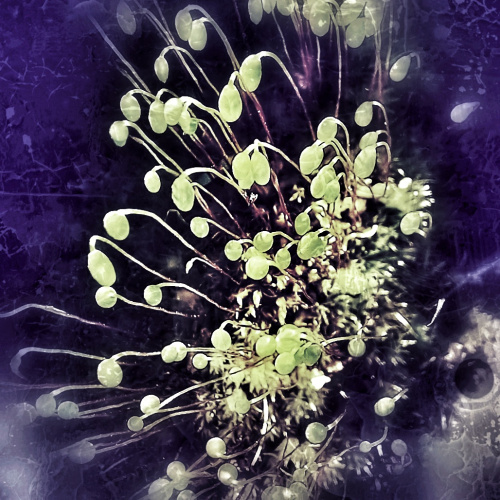 Otherworlds