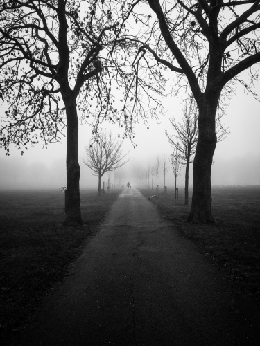 Singleton Martin Foggy Day In Peel Park