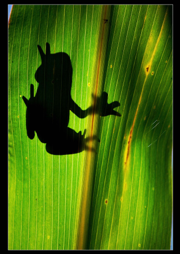 Frog Shadow on Leaf 