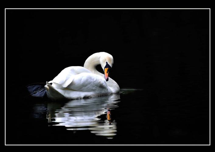 Swan and Reflection